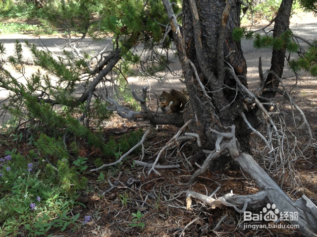 美国黄石公园旅游注意事项