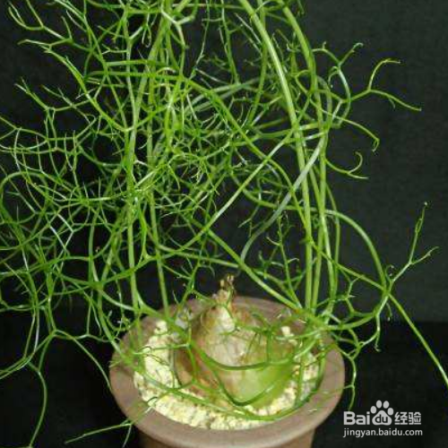 大苍角殿的养殖技巧和注意事项