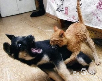 研究：养猫增加主人失明风险，养狗保护视力！