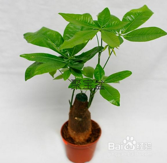 发财树的应该怎样养