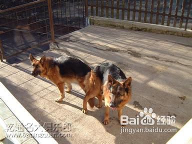 纯种德国牧羊犬辨别方法