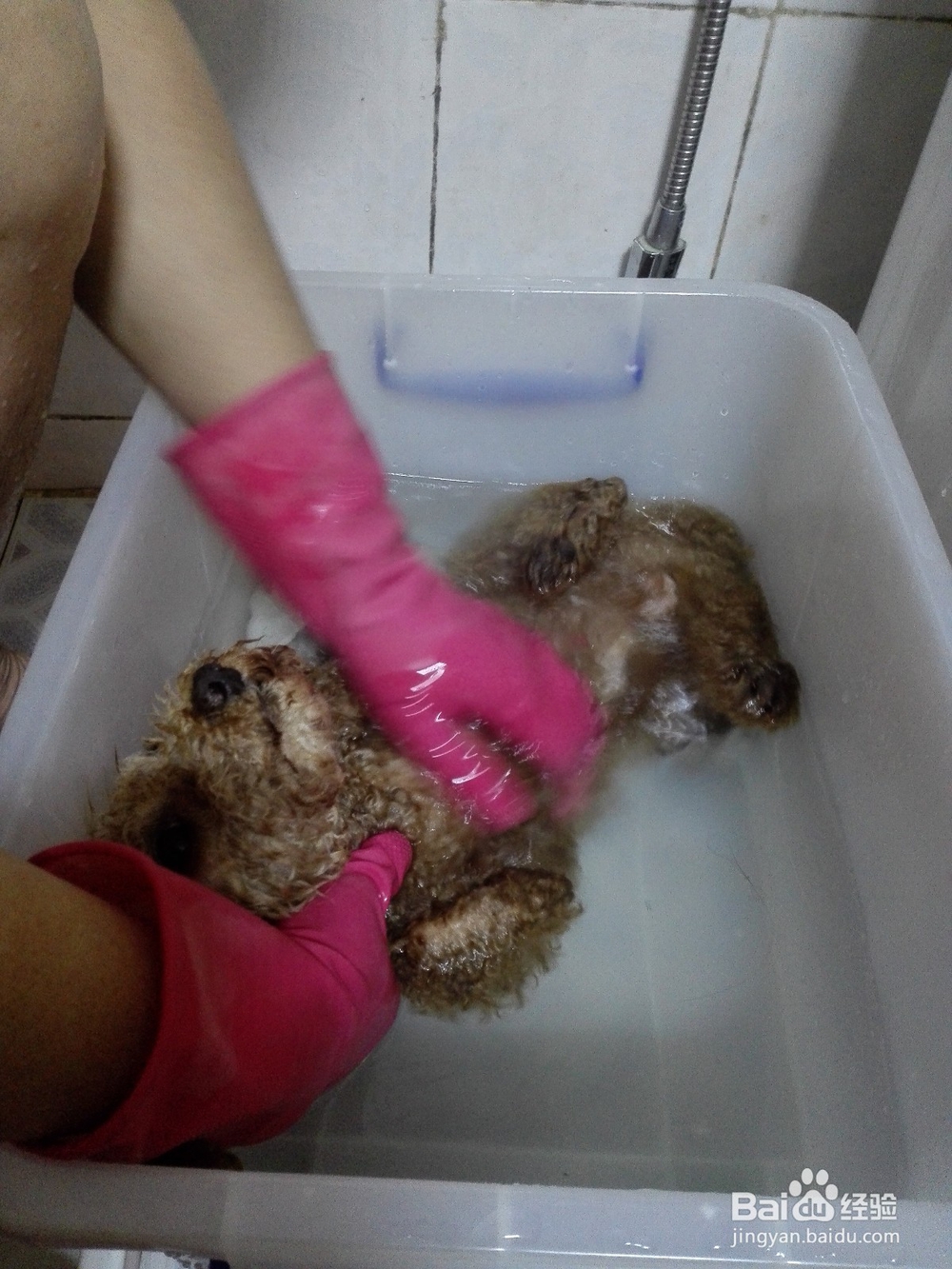 在家饲养小泰迪要注意什么？