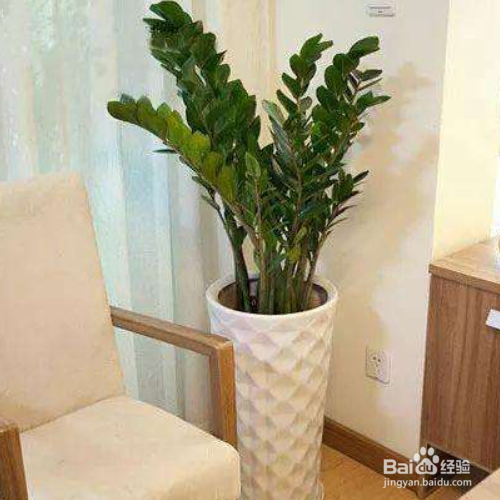 金钱树叶子干枯怎么做?