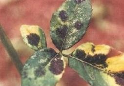 怎样防治月季黑斑病