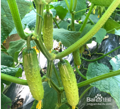 减肥期间该坚持“4个要，4个不要”