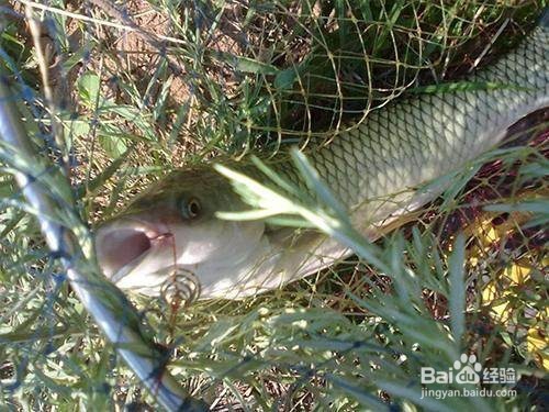 冬天如何用糟食钓草鱼