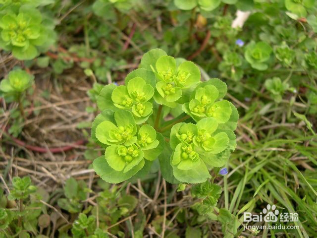 生活中常见中草药及其疗效(四)