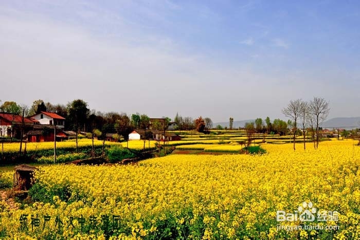 如何拍摄好汉中油菜花