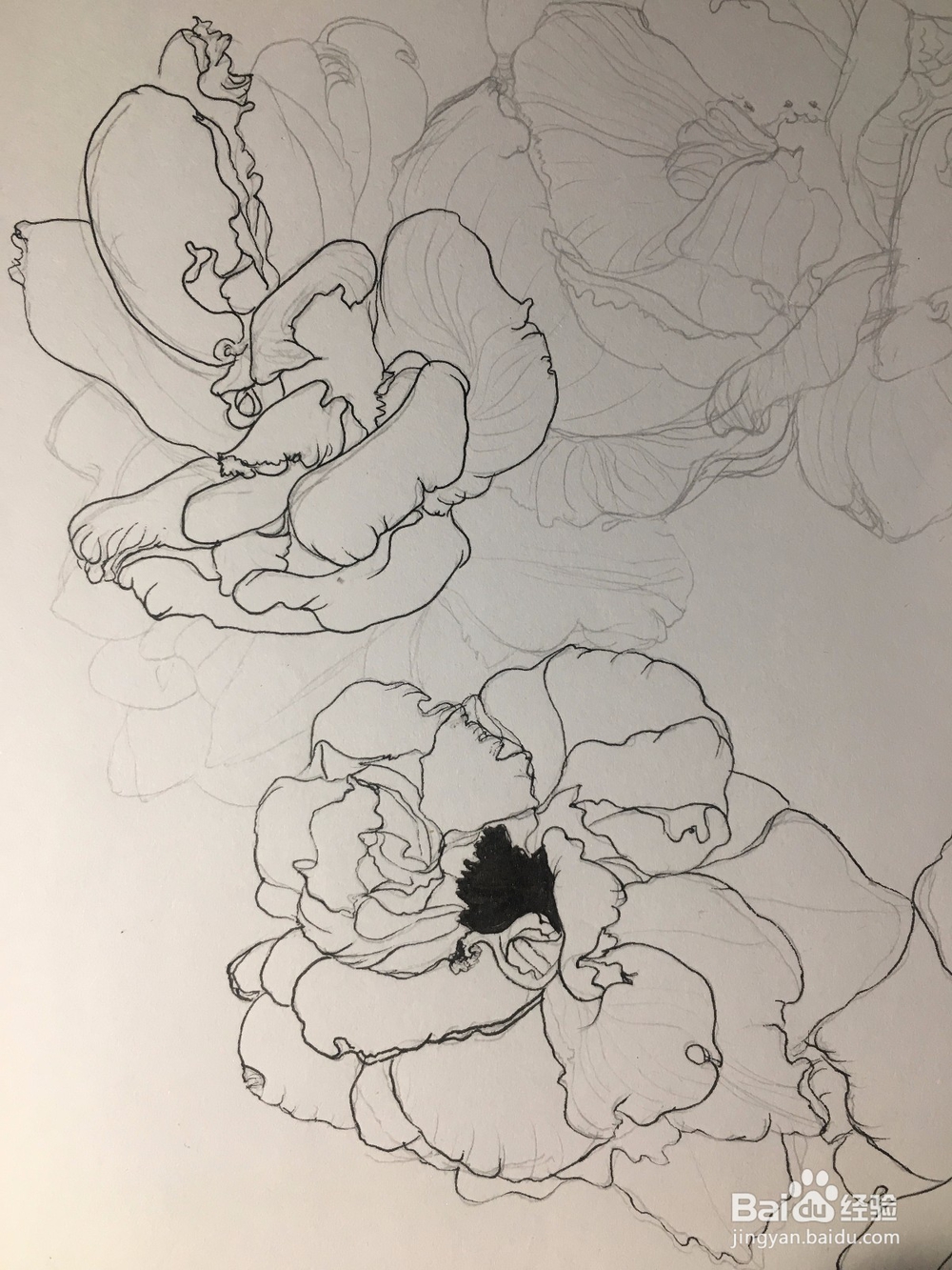 月季花的画法 月季简笔画 三朵月季的线描画教程