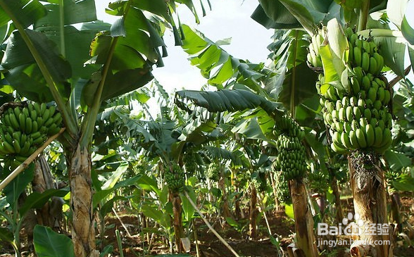 涠洲岛的美食诱惑