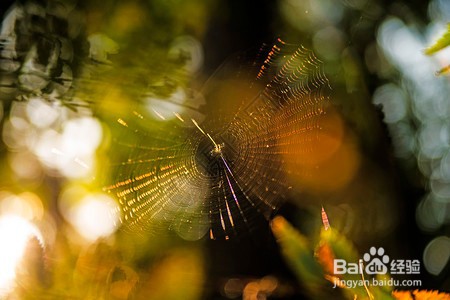 蜘蛛织网第一根线是怎么拉的