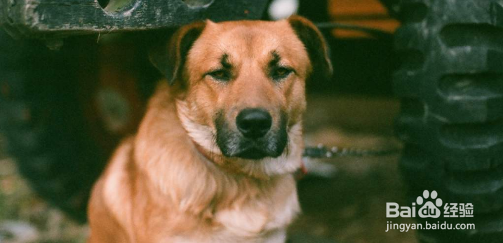 狗狗几岁开始衰老，衰老的表现有哪些？