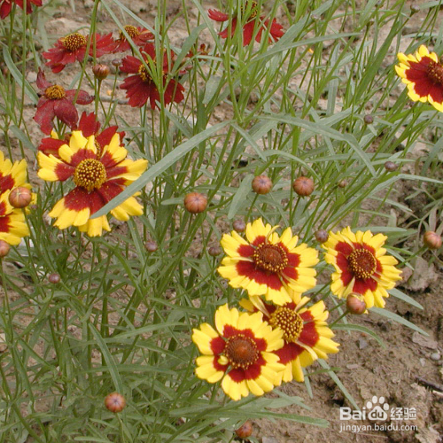 蛇目菊草本花卉怎么养殖？