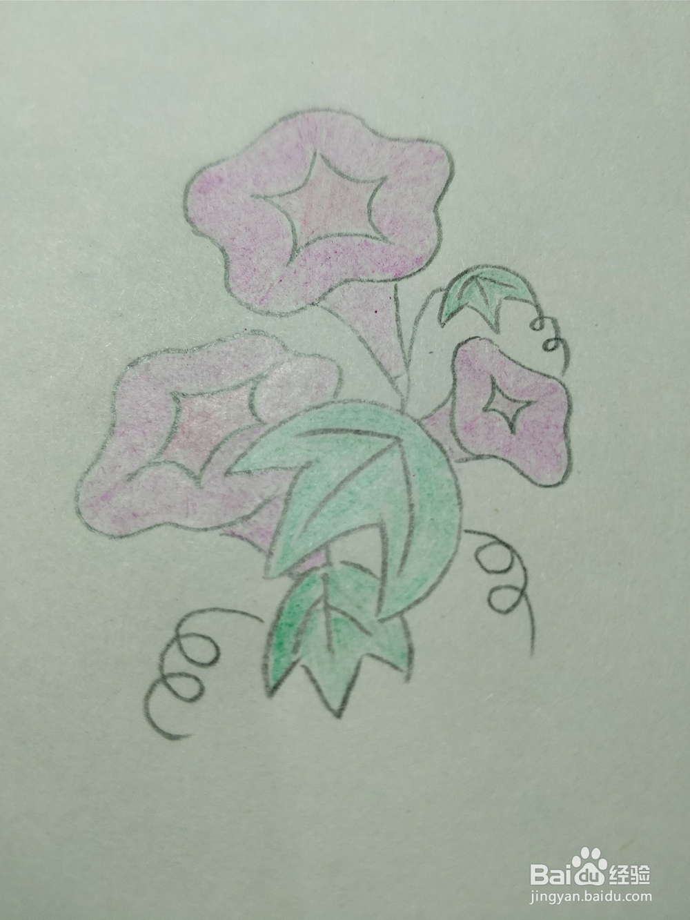 简笔画画卡通牵牛花