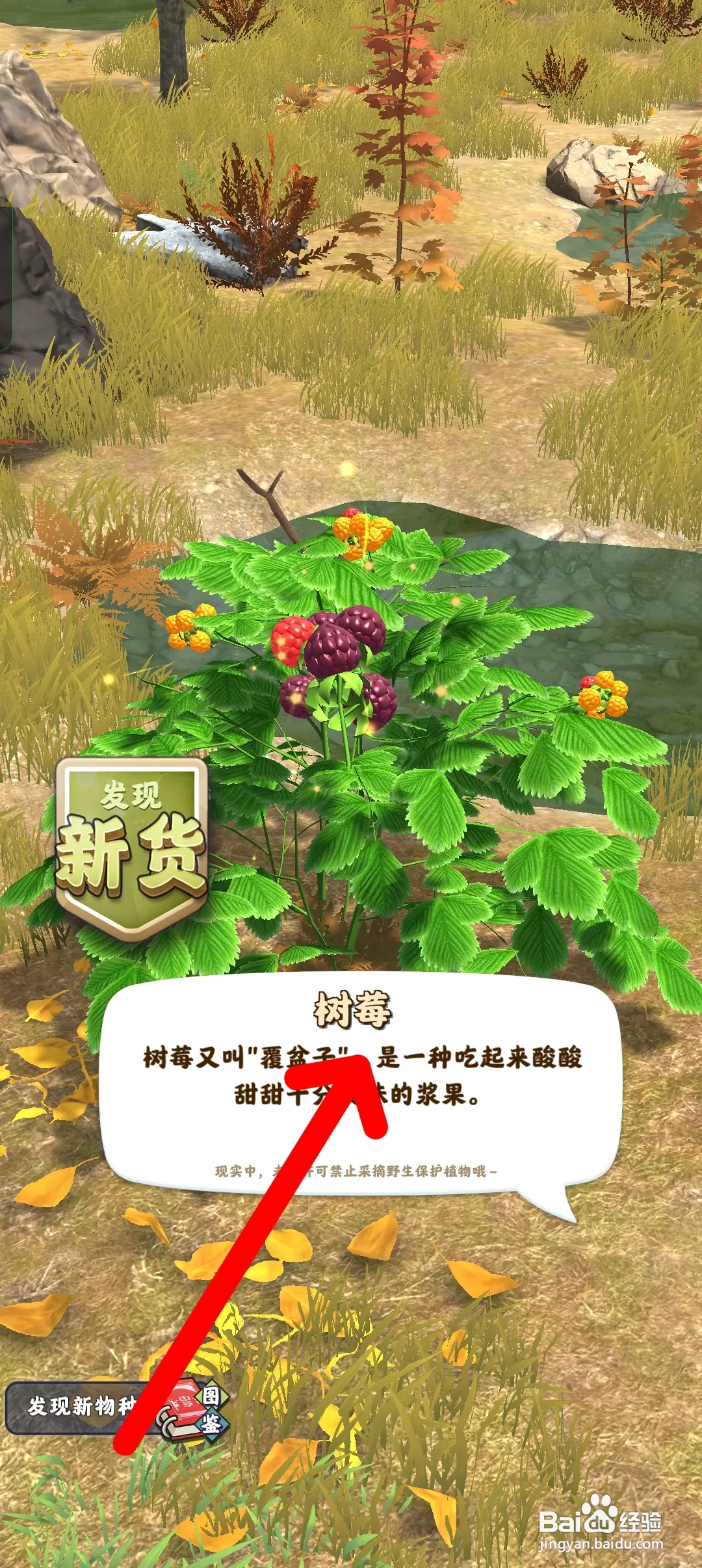 夺笋高手如何采摘树莓