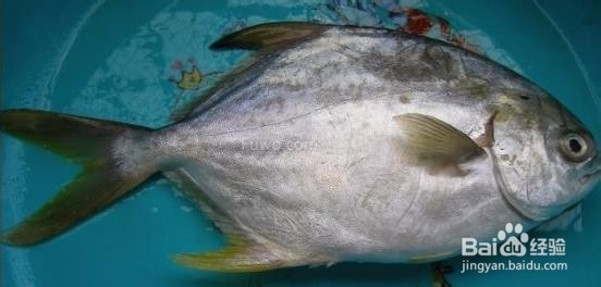 怎么清理多宝鱼