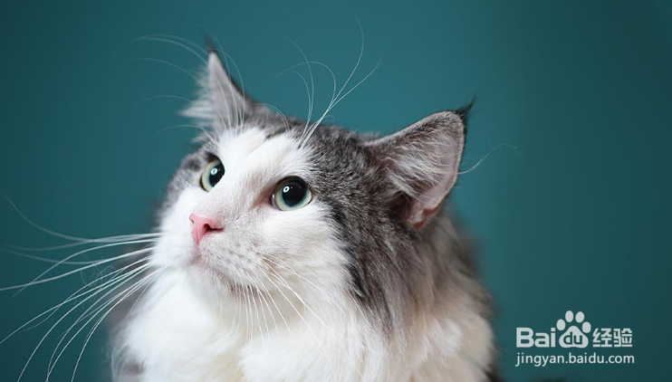 怎样选择宠物猫