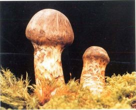高级食材松茸怎么做都有营养