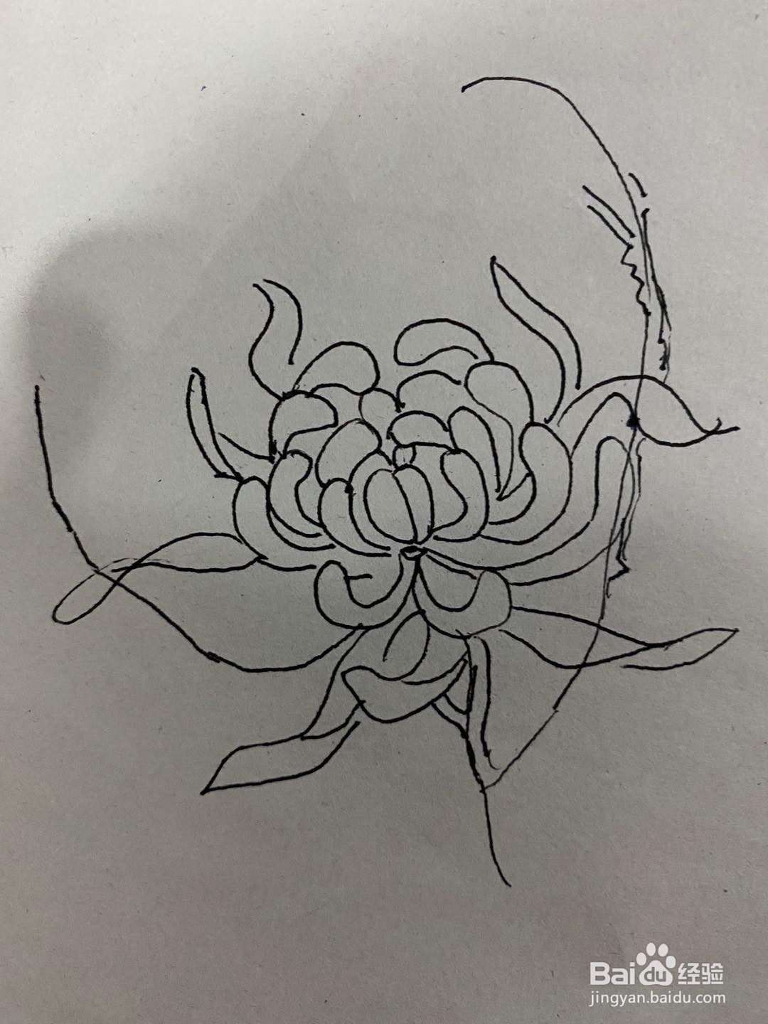 秋天的花简笔画