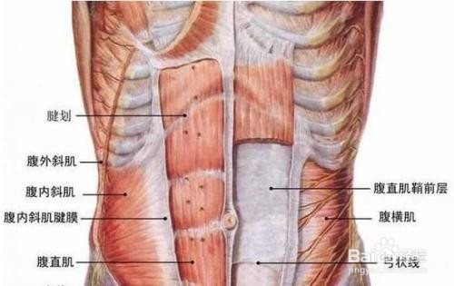 腰痛的运动缓解及腰椎间盘突出的预防