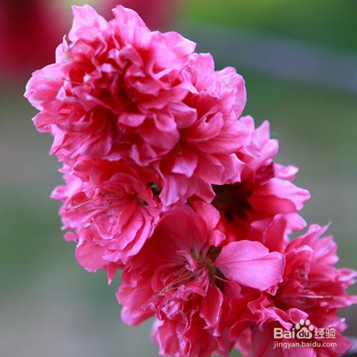 重瓣榆叶梅的培育方法和注意事项