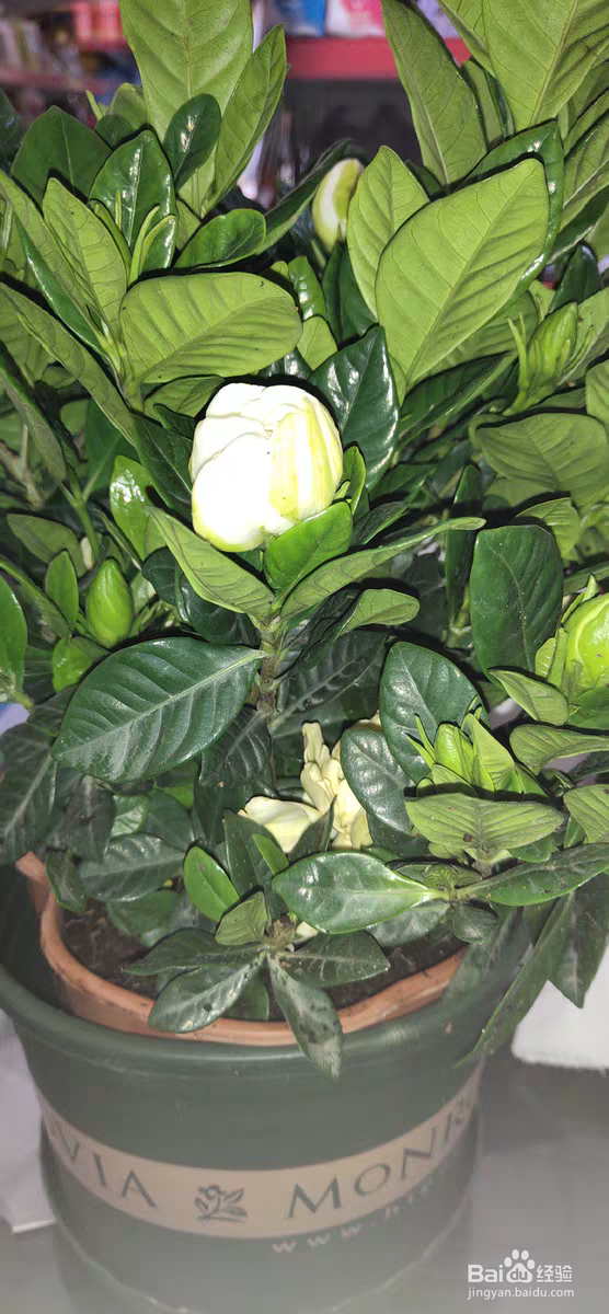 栀子花的养殖方法