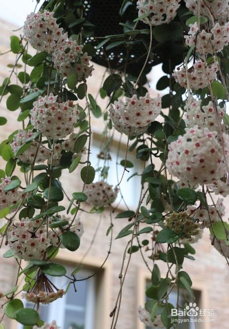 球兰冬天的养殖方法和注意事项