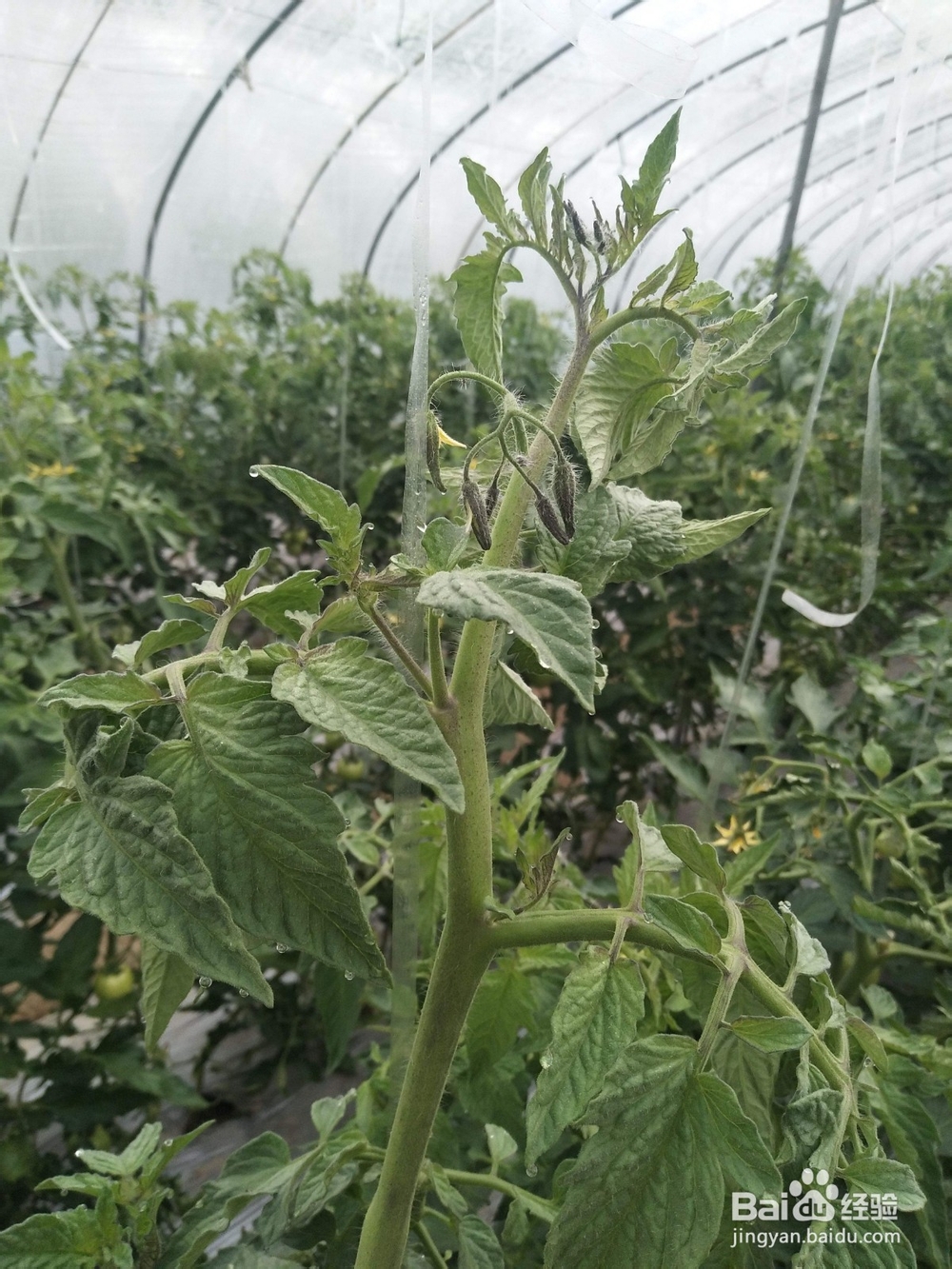 氨基酸有机肥对植物生长的益处