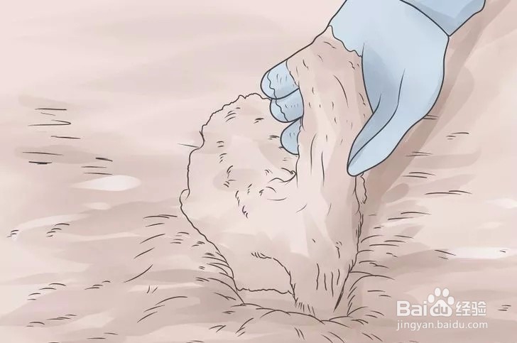 如何栽种凤仙花?