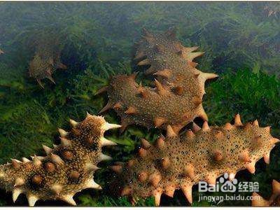 鲍鱼和海参营养功效与作用