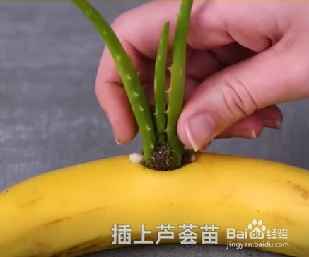 植物种植的小妙招。