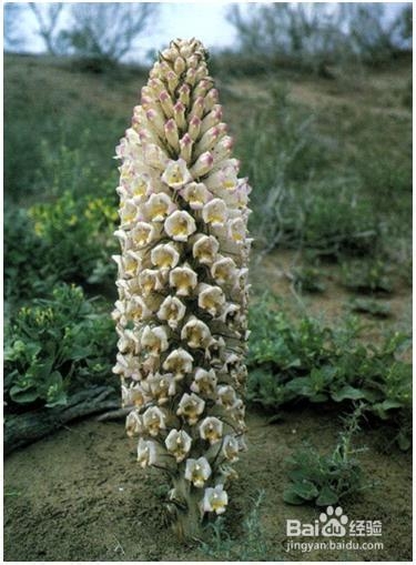 肉苁蓉人工种植技术