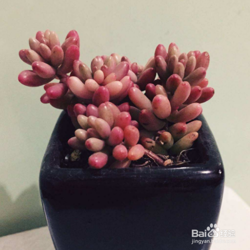 虹之玉一碰就掉叶子