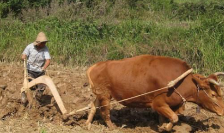 下午秋热死牛是什么意思
