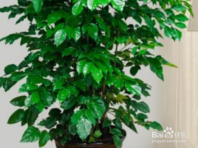 怎样养好幸福树