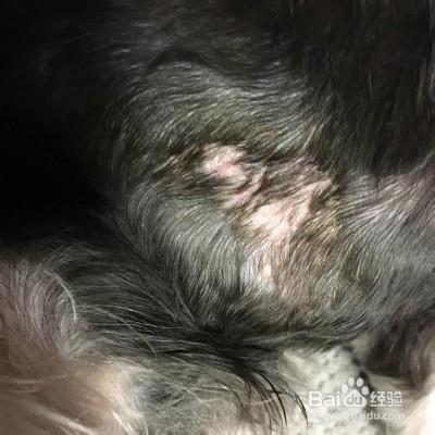 狗狗烫伤怎么办