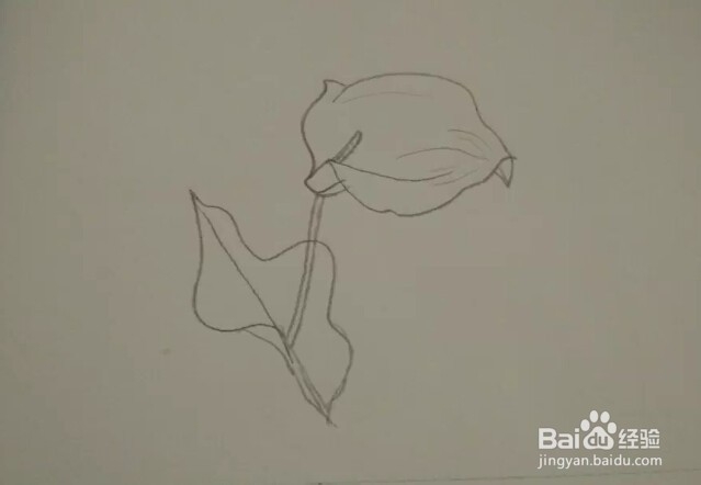 简笔画报花名：[8]马蹄莲画法