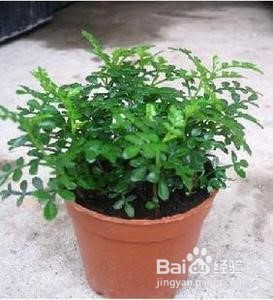 如何养清香木