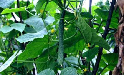 有助于排毒的食物：[1]