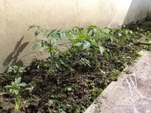 辣椒苗只长高不开花怎么办