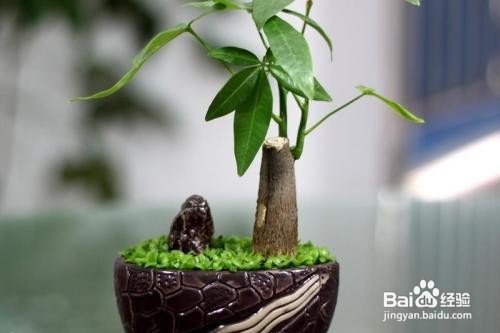 发财树树干萎缩怎么办