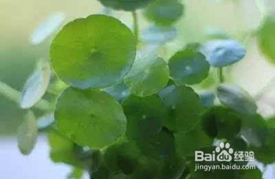 室外铜钱草怎么过冬