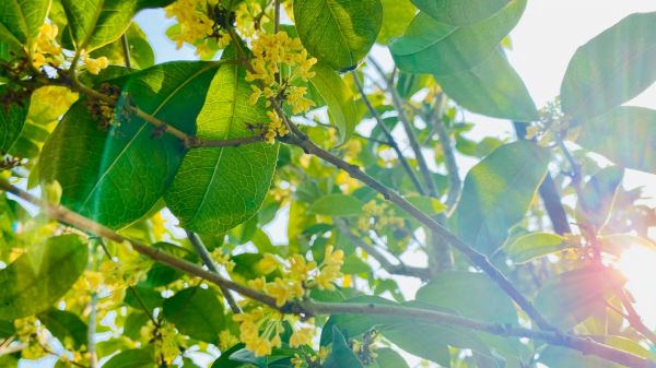 水晶椰汁桂花糕
