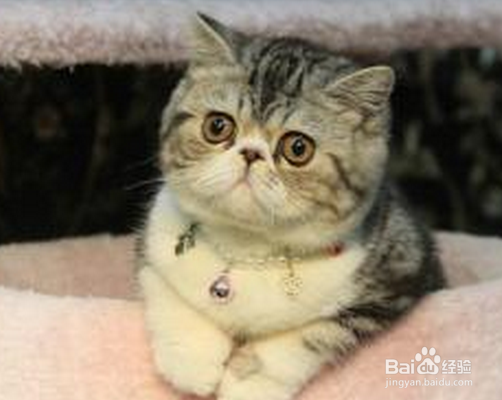 猫和狗一起养的技巧