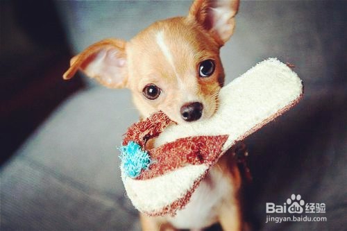 如何才能避免被狗咬伤