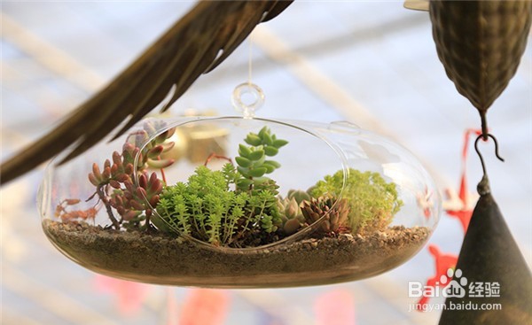 多肉植物浇水有什么要注意呢