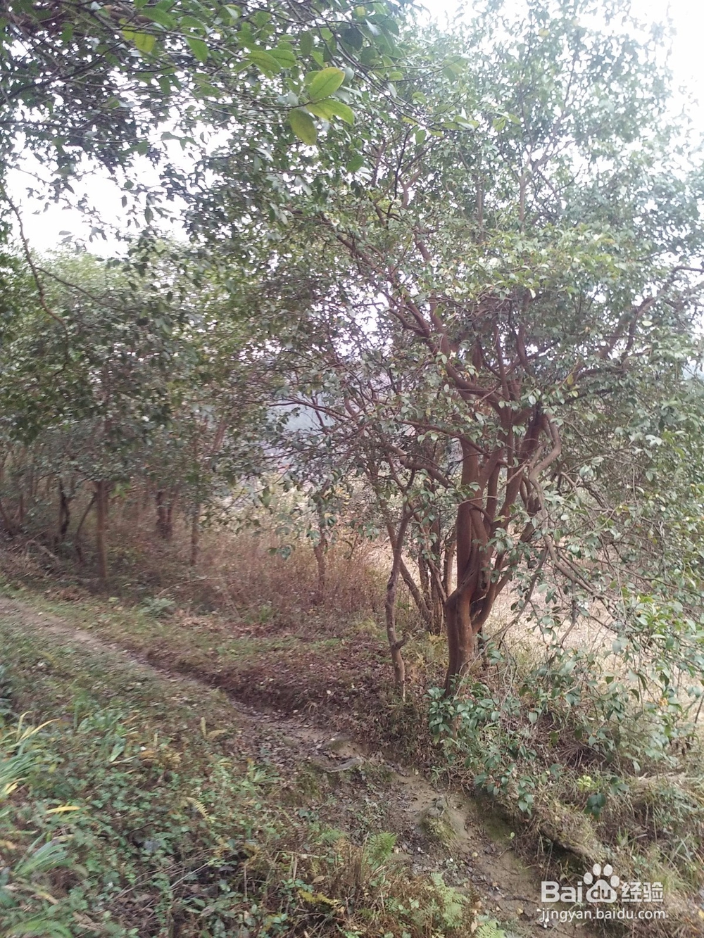 山羊洞特色产品茶油简介