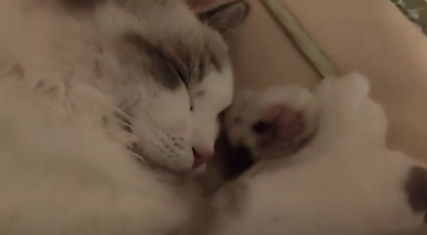 猫咪把你当做父母的五种表现。