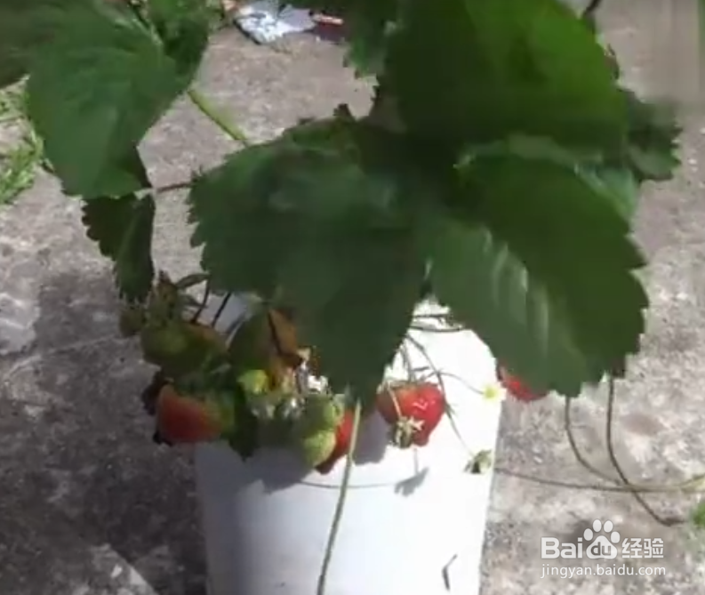 在家种盆栽草莓