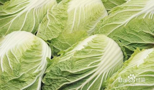 夏季大白菜栽培技术 百度经验 夏季大白菜栽培技术 百度经验